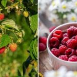 Как да получите 300 кг малини от малък парцел: рецепта