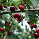 Как да получите добра реколта от плодове: експертите разказаха какво