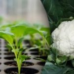 Как да посеем зеле на разсад - термини и важни