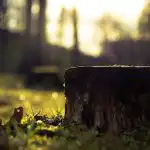 Как да премахнем пън без лопата и машини: прост метод,