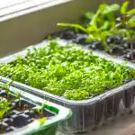 Как да събудим реколтата: в какво да накиснем семената, за