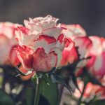 Как и кога да подрязваме розите, за да отглеждат големи