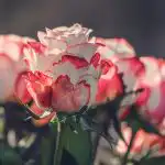 Как и кога да подрязваме розите, за да отглеждат големи