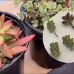 Как и кога да подрязваме сукулентите, за да не се