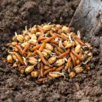 Как изчистих зеленчуковата градина от телени червеи за един сезон без химикали kak-izchistih-zelenchukovata-gradina-ot-teleni-chervei-za-edin-sezon.png