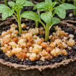 Как обикновените хлебни трохи превръщат изостаналите разсади в силни за една седмица kak-obiknovenite-hlebni-trohi-prevrashtat-izostanalite-razsadi-v-silni-za.png