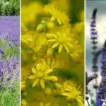 Какво да не засаждаме в блатиста местност: списък с почвопокривни