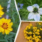 Какво да посеем през март: 6 цветя, които ще красят