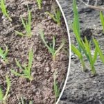 Какво да правим със зимния чесън през пролетта: съвети за