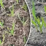 Какво да правим със зимния чесън през пролетта: съвети за