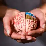 Какво да ядем за умствена яснота: диетолозите посочват 7 храни