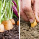 Какво да засадим до морковите: най-добрите и най-лошите съседи в