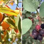 Какво да засадим на сянка: дървета, които все пак ще дадат реколта Какво да засадим на сянка: дървета, които все пак ще