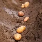 Какво да засадим през март: 8 зеленчука за богата лятна реколта kakvo-da-zasadim-prez-mart-8-zelenchuka-za-bogata-lyatna.webp.webp