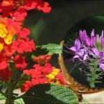 Какво е най-добре да не засаждате в цветната леха: списък