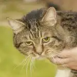 Какво се случва, ако не забелязвате хроничната болка при възрастна котка: кога търпението става опасно kakvo-se-sluchva-ako-ne-zabelyazvate-hronichnata-bolka-pri-vazrastna.jpg