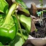 Кълновете ще покълнат за 24 часа: лесен начин за отглеждане