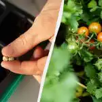 Кълновете ще се появят на третия ден: Как да покълнат бързо семената на доматите Кълновете ще се появят на третия ден: Как да покълнат