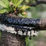 Катранът ще спаси завинаги сливовото ви дърво от нападение от акари katranat-shte-spasi-zavinagi-slivovoto-vi-darvo-ot-napadenie-ot.png