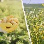 Кога да сеем сидерати през пролетта: кои да изберем за