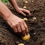 Кога да засадим картофи през април 2026 г.: щастливи и опасни дни според лунния календар Кога да засадим картофи през април 2026 г.: щастливи и