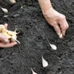 Кога да засадим пролетния чесън: защо трябва да побързаме koga-da-zasadim-proletniya-chesan-zashto-tryabva-da-pobarzame.webp.webp