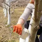 Кога е най-подходящото време за белязване на дърветата: не е