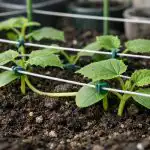 Краставици, които лежат на земята през нощта, и как да ги избегнем с прост метод krastavitsi-koito-lezhat-na-zemyata-prez-noshtta-i-kak-da.png