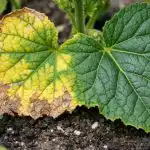 Краставиците пожълтяват след наторяване с калий поради една критична грешка в грижите krastavitsite-pozhaltyavat-sled-natoryavane-s-kaliy-poradi-edna-kritichna-greshka.png