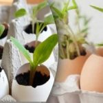 Краставиците растат като мая: методът с черупки, лайка и мляко