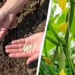 Краставиците ще растат бързо и няма да се разболеят: в