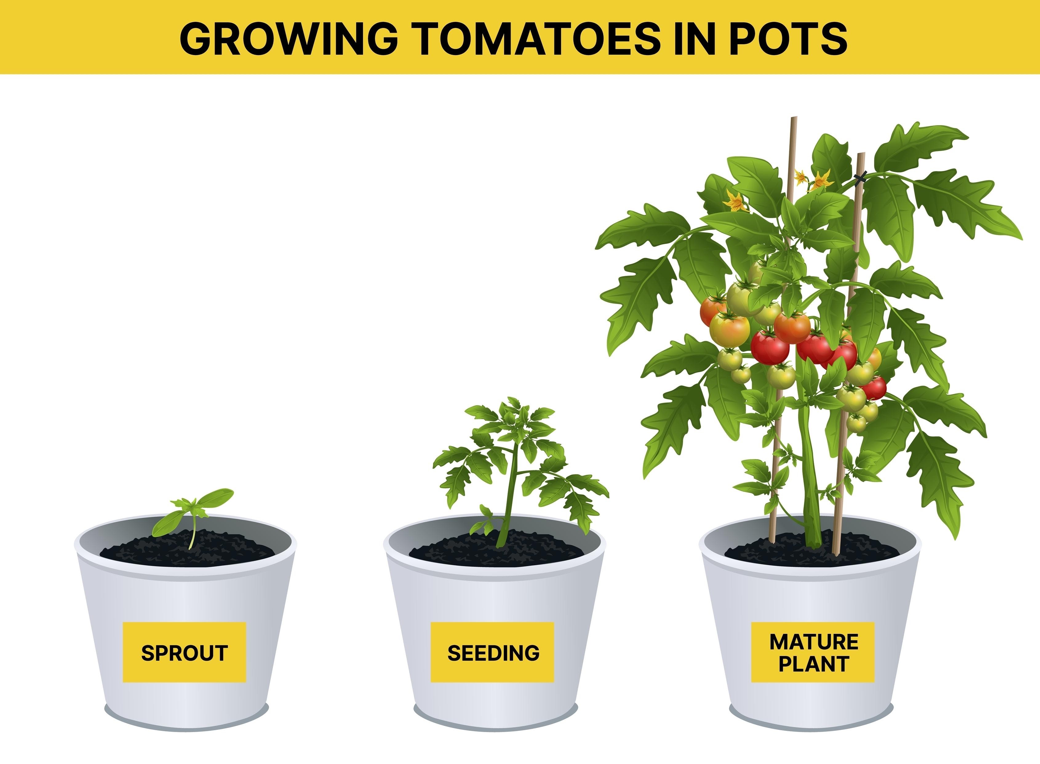 Недостиг на фосфор при разсада от домати, до АИ тạо