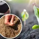 Лунен календар на градинаря за април: какво и кога да