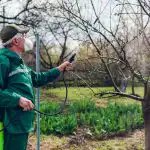 Мъдри градинари пръскат градината с един продукт: нито едно дърво