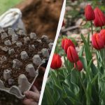 Мъдри производители на цветя засаждат лалета в тавички за яйца: