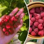 Малините няма къде да отидат: какво да сложим под храстите