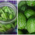 Мини-мелони на лехата: как да отглеждаме мексиканска краставица и какви