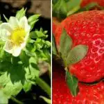 Можете да събирате плодове с кофички: с какво да подхранвате