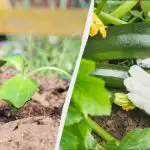 Можете да започнете да засаждате тиквички със семена едва от този ден: нито по-рано, нито по-късно. Можете да започнете да засаждате тиквички със семена едва от