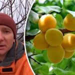 Мразовете нямат нищо общо: какво наистина унищожава кайсиевата реколта