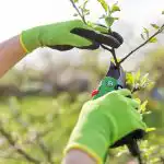 На градинарите беше напомнено - време е да подрежат прасковите: