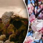 Не можеш да мечтаеш за цъфтеж: 5 растения, които не