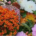 Не само рози: кои цветя са най-подходящи за онлайн бизнеса