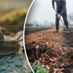 Охлювите ще изчезнат завинаги: основната грешка на зеленчукопроизводителите