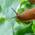 Охлювите унищожавали градината, докато в нея не било засадено едно