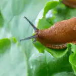 Охлювите унищожавали градината, докато в нея не било засадено едно