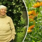 От акари и дори колорадски бръмбар: кое цвете да засадим