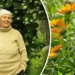 От акари и дори колорадски бръмбар: кое цвете да засадим