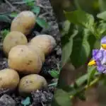 Отблъскване на буболечките и увеличаване на добива: какви растения трябва