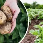 Отглеждане на наистина големи клубени: с какво да третирате картофите